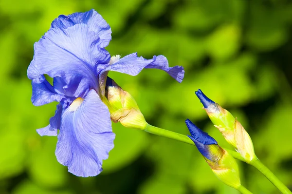 Gladiole Schwertlilie Gladiole Froh Eine Alte Weltpflanze Aus Der Familie — Stockfoto