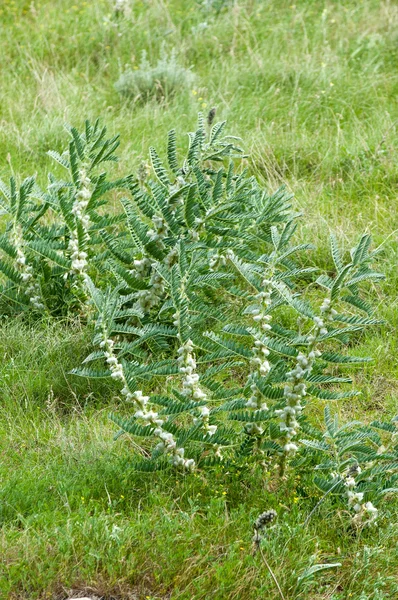 Astragalus Milkvetch Kozi Cierń Jak Winorośli Astragalus Sieversianus Kazachstan Tien — Zdjęcie stockowe