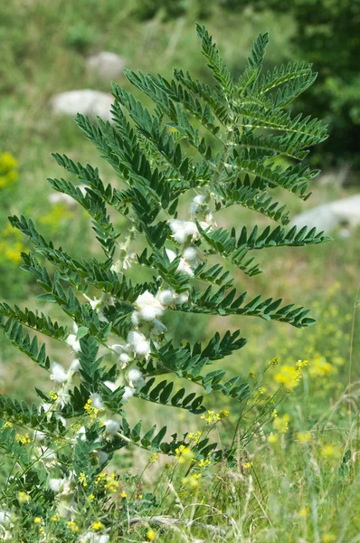 Astragalus. milkvetch. keçi-thorn. sarmaşık gibi. astragalus sieversianus. Kazakistan. Tien Shan. Trans-Ili Alatau