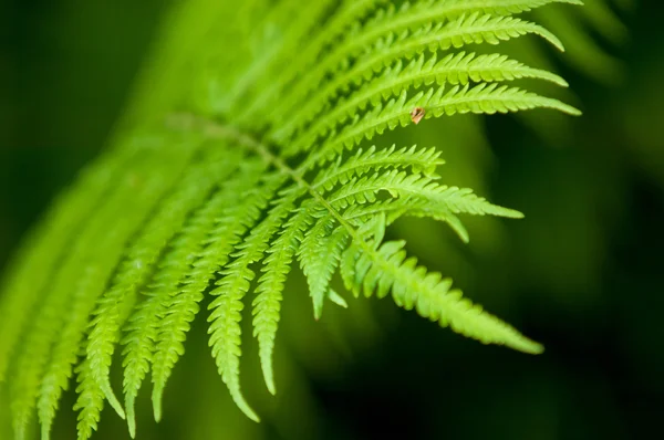 蕨类植物 赵明明的植物 有羽状或叶状复叶和通过释放的嫩叶下腹的孢子繁殖 — 图库照片