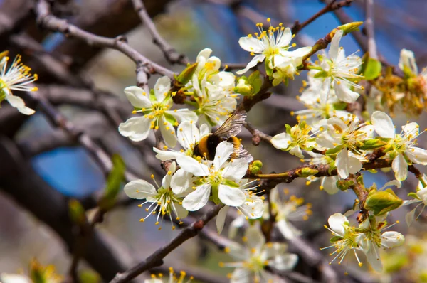 花にりんごの木 リンゴの花 開花木の白い花をクローズ アップ 白い花をつける桜りんごの木の美しい春の花 — ストック写真