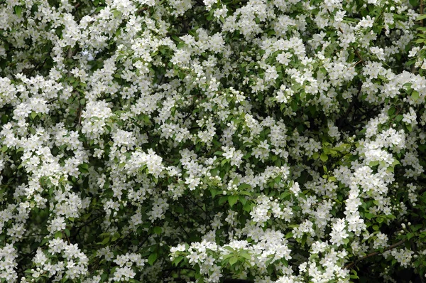 Primavera Alberi Mele Fiore Fiori Mela Fioriture Bianche Albero Fiorito — Foto Stock