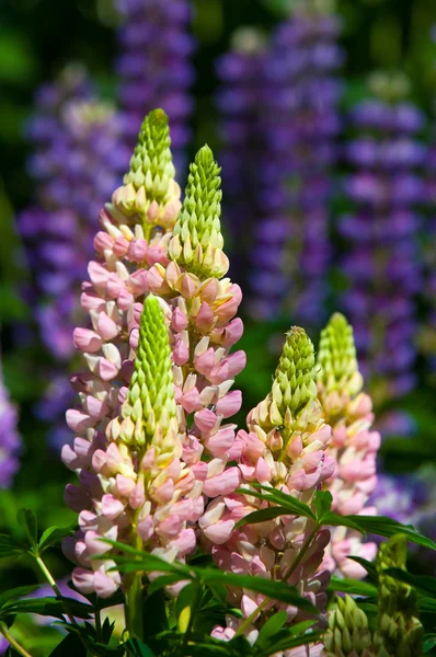 Lupin Lupin Växt Familjen Ärter Med Djupt Delade Blad Och — Stockfoto