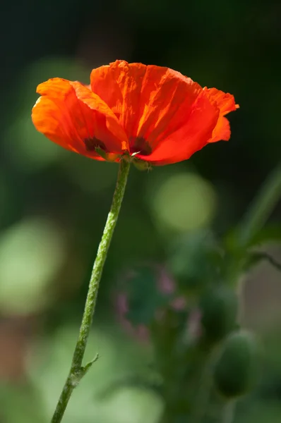 Poppy Een Kruidachtige Plant Met Opvallende Bloemen Melkachtig Sap Afgeronde — Stockfoto