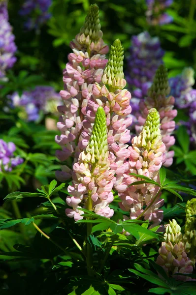 Lupin Lupin Växt Familjen Ärter Med Djupt Delade Blad Och — Stockfoto