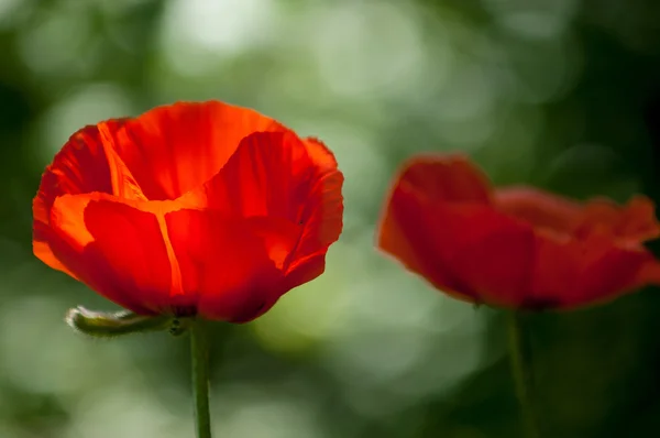 Poppy Herbaceous Plant Showy Flowers Milky Sap Rounded Seed Capsules — Stock Photo, Image