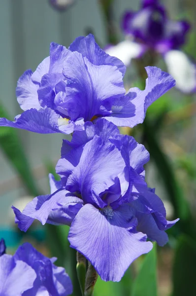 Gladiolus Svärd Lily Gladiole Glad Gammaldags Växt Familjen Iris Med — Stockfoto