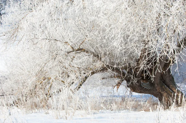 Hiver Marée Hiver Hibernation Saison Froide Année — Photo