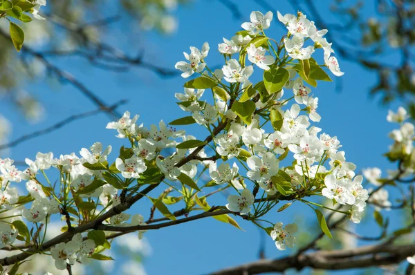 Spring. apple Trees in Blossom. flowers of apple. white blooms of blossoming tree close up. Beautiful spring blossom of apple cherry tree with white flowers.