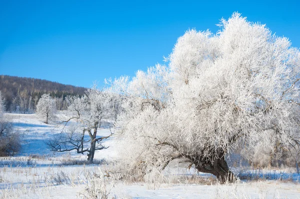 Winter Winter Tij Winter Tijd Hibernate Hij Koudste Seizoen Van — Stockfoto