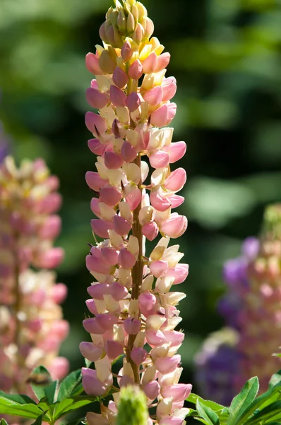 Lupine Lupine Een Plant Uit Vlinderbloemenfamilie Met Diep Verdeeld Bladeren — Stockfoto