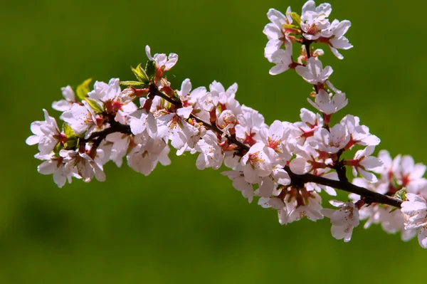 Flowers Nanking Cherry Prunus Tomentosa Spring Spring Flower Blooming Rosaceae — Stock Photo, Image