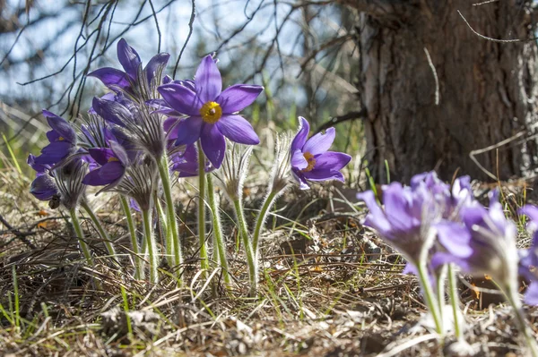 Pasque Flower Pulsatilla Patens Pasqueflowers Pulsatilla Patens Field Grass Pasque — Stock Photo, Image