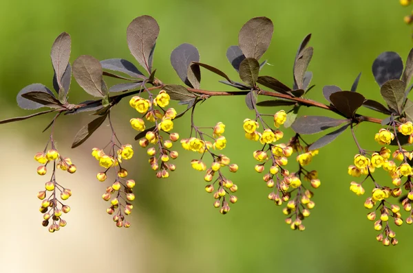 Berberis Ilicifolia. Branch of a blossoming barberry . yellow flowers (barberries) on bush. bee on a flower, — Stock Photo, Image
