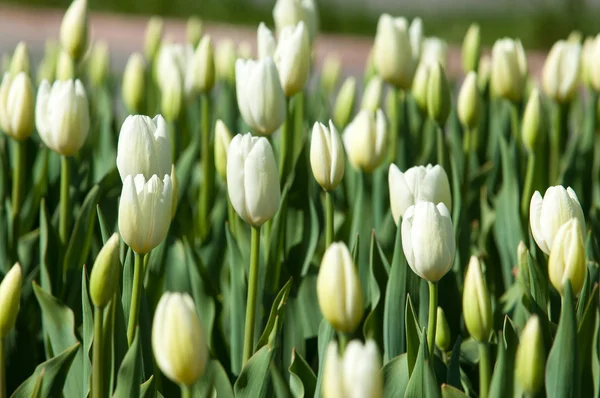 Tulipany Bulwiasta Wiosenno Kwitnąca Roślina Rodziny Lilii Śmiało Kolorowymi Kwiatami — Zdjęcie stockowe