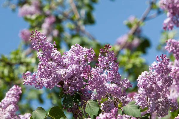 Fleurs Lilas Grand Arbuste Jardin Aux Fleurs Violettes Blanches Parfumées — Photo