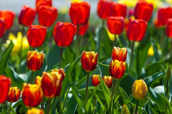 Tulip Bulbous Spring Flowering Plant Lily Family Boldly Colored Cup — Stock Photo, Image