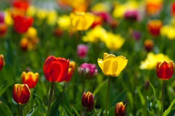 Une Tulipe Une Plante Bulbeuse Fleurs Printanières Famille Des Lis — Photo