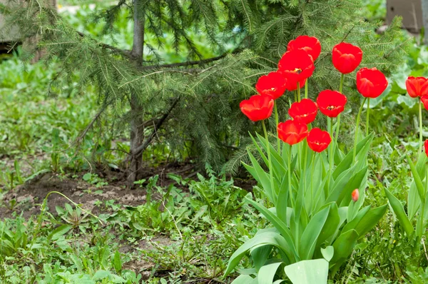 Tulipanes Una Bulbosa Planta Floreciente Primavera Familia Los Lirios Con —  Fotos de Stock