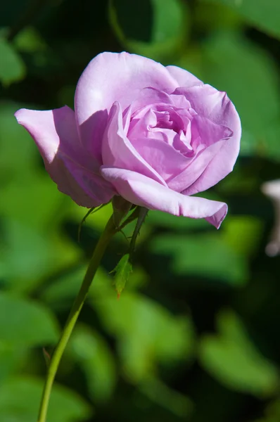 Rose Ciernisty Krzew Lub Krzew Który Zwykle Nosi Czerwone Różowe — Zdjęcie stockowe