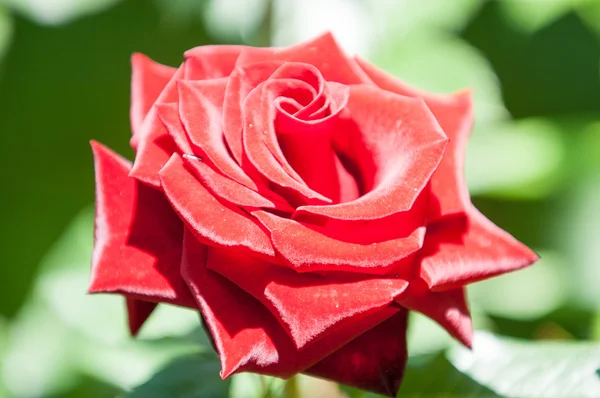 Rosa Cespuglio Spinoso Arbusto Che Porta Tipicamente Fiori Profumati Rossi — Foto Stock