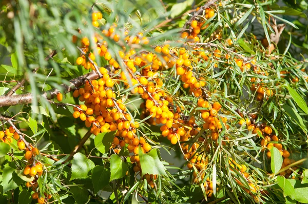 Bayas Espino Cerval Espino Cerval Mar Fotografiado Bosque — Foto de Stock