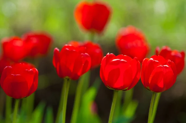 Colorful Field Tulips Morning Light Very Beautiful Tulips Bloom Smell — Stock Photo, Image