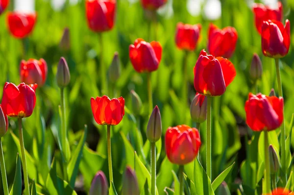 Tulips Bulbous Spring Flowering Plant Lily Family Boldly Colored Cup — Stock Photo, Image