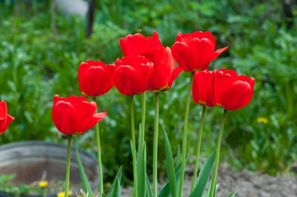 チューリップだ ユリ科の球根春咲きの植物で大胆に色のカップ型の花を咲かせます — ストック写真