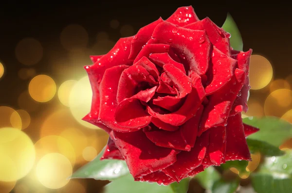 Gül Çiçek Rose Rosa — Stok fotoğraf