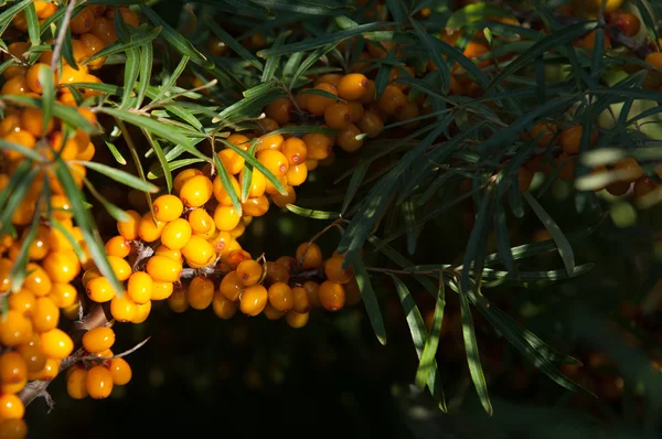 Sanddornbeeren Sanddorn Fotografiert Wald — Stockfoto