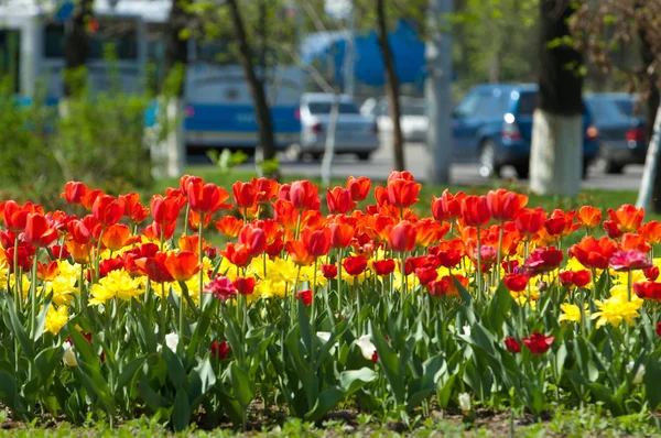 Des Tulipes Une Plante Bulbeuse Fleurs Printanières Famille Des Lis — Photo