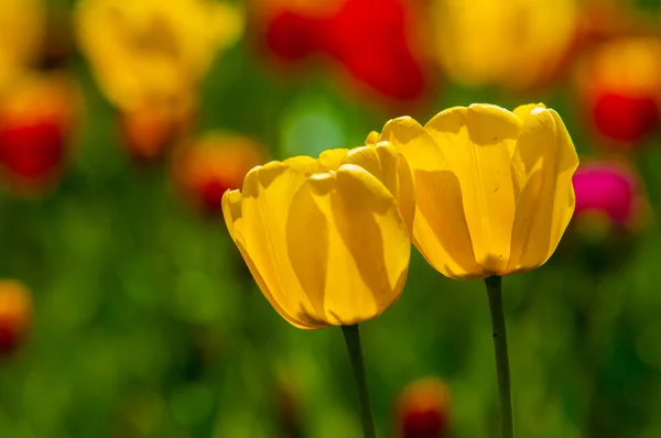 Champ Coloré Tulipes Dans Lumière Matin Très Belles Tulipes Fleurs — Photo