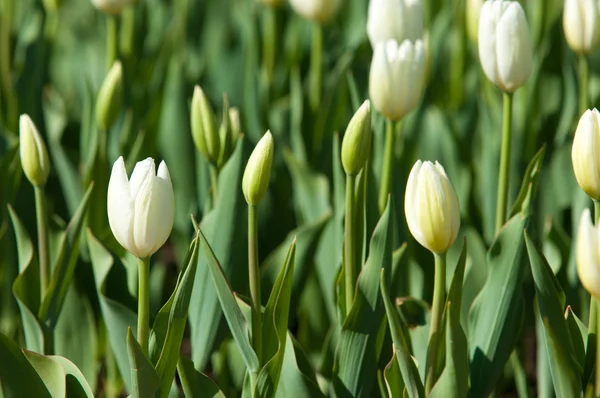 Tulipany Bulwiasta Wiosenno Kwitnąca Roślina Rodziny Lilii Śmiało Kolorowymi Kwiatami — Zdjęcie stockowe