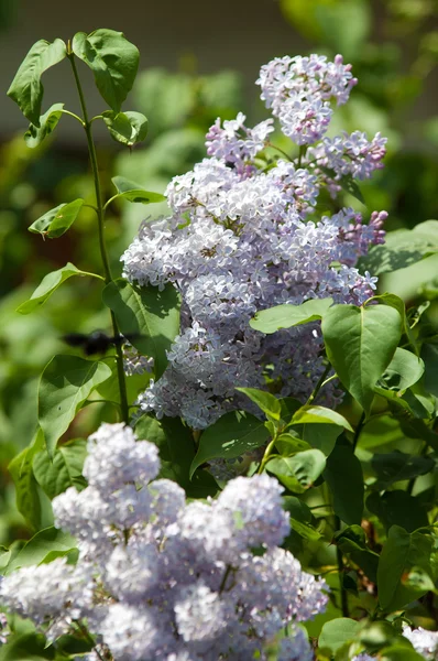 丁香花 带紫色或白色芬芳花朵的大花园灌木 — 图库照片