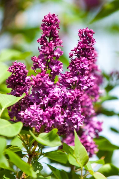 Lilac Flowers Large Garden Shrub Purple White Fragrant Flowers — Stock Photo, Image