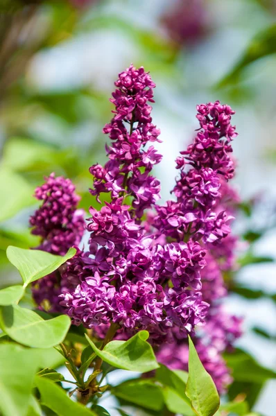 Lilac Flowers Large Garden Shrub Purple White Fragrant Flowers — Stock Photo, Image