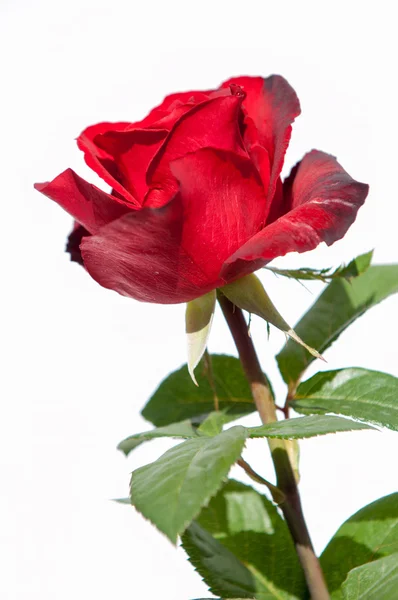玫瑰一朵 玫瑰罗莎 — 图库照片