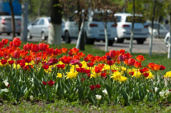 Laleler. Zambak familyasının soğan çiçekli bir bitkisi. Cesurca renklendirilmiş fincan şeklinde çiçekleri var..