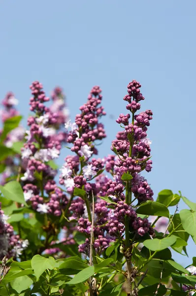 Eflatun çiçekler. Mor ya da beyaz güzel kokulu çiçekler ile büyük bahçe Funda.