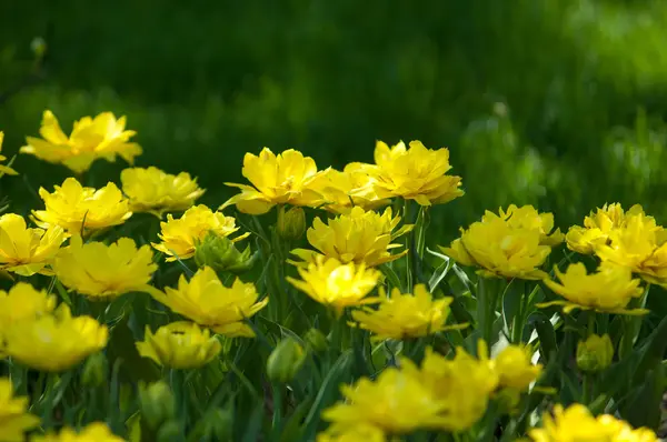 Des Tulipes Une Plante Bulbeuse Fleurs Printanières Famille Des Lis — Photo