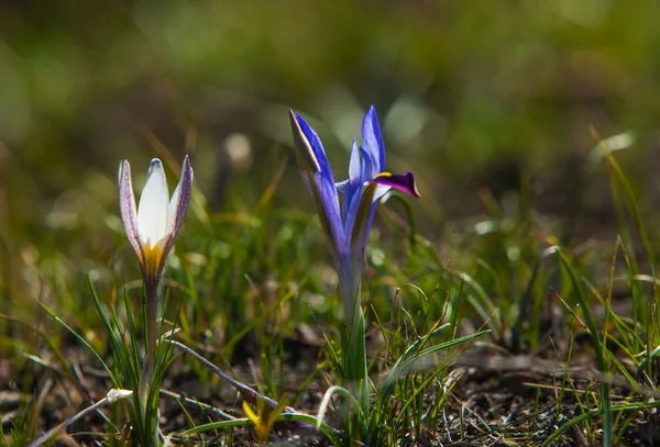 Iris Pumila Die Göttin Des Regenbogens Die Als Botschafterin Der — Stockfoto