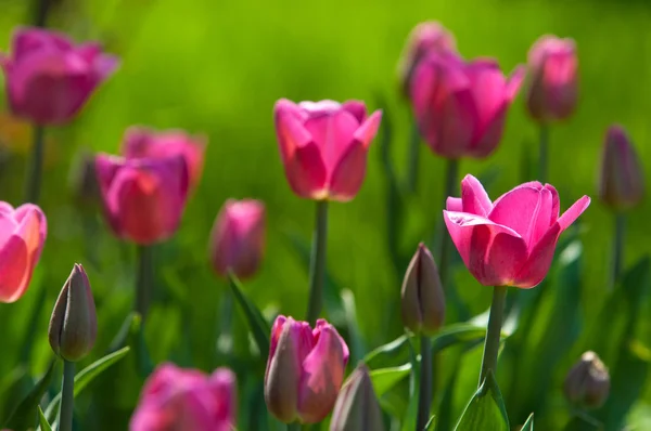 Tulipas Uma Planta Bulbosa Floração Primavera Família Lírio Com Flores — Fotografia de Stock