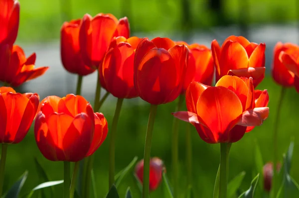 Tulips Bulbous Spring Flowering Plant Lily Family Boldly Colored Cup — Stock Photo, Image
