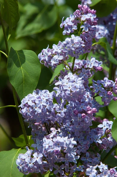 Lilac Flowers Large Garden Shrub Purple White Fragrant Flowers — Stock Photo, Image