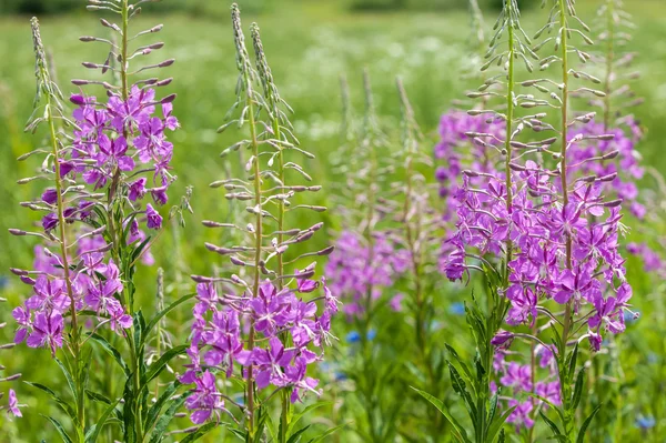 Willowherb Epilobium Angustifolium Blooming Sally Epilobium Angustifolium Purple Alpine Fireweed — Stock Photo, Image