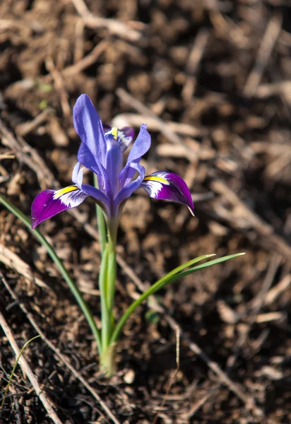 Iris Pumila Godin Van Regenboog Die Optrad Als Een Boodschapper — Stockfoto