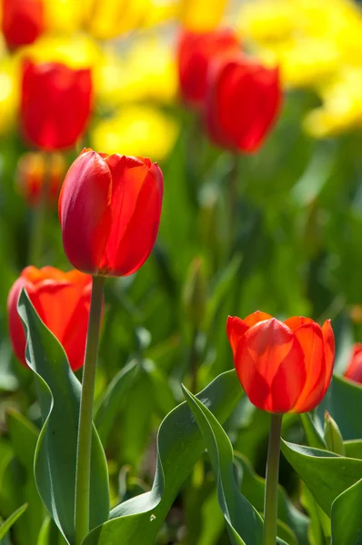 Tulip Bulbous Spring Flowering Plant Lily Family Boldly Colored Cup — Stock Photo, Image