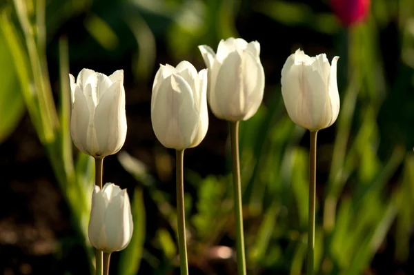 Тюльпан Прекрасний Букет Тюльпанів Барвисті Тюльпани Тюльпани Весняному Сонці Тюльпан — стокове фото