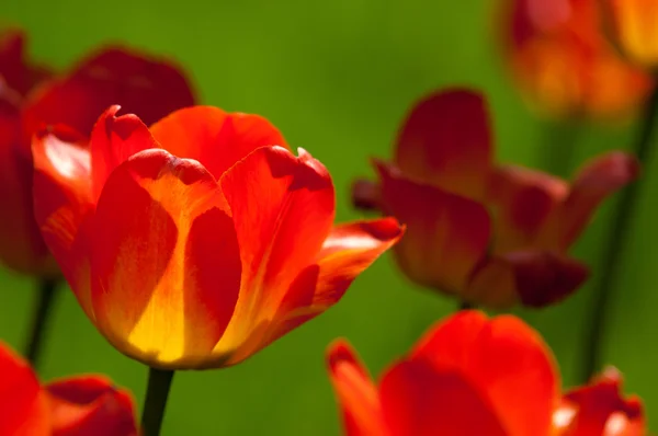 Tulipany Bulwiasta Wiosenno Kwitnąca Roślina Rodziny Lilii Śmiało Kolorowymi Kwiatami — Zdjęcie stockowe